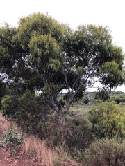 Eucalyptus petiolaris