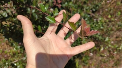 Crataegus mexicana