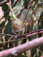 Eucalyptus petiolaris