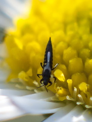 Klambothrips myopori