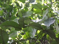 Myrcia loranthifolia