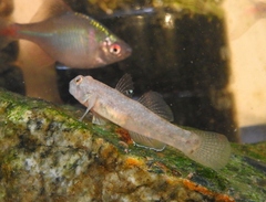 Mugilogobius myxodermus
