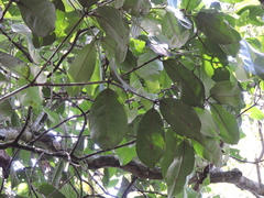 Myrcia loranthifolia