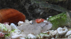 Mugilogobius myxodermus