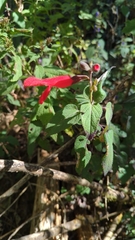 Salvia