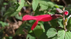 Salvia