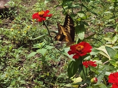 Heraclides thoas autocles