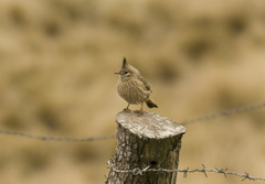 Coryphistera alaudina