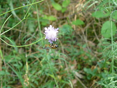 Pangonius