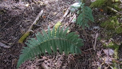 Polystichum