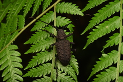 Aethalodes verrucosus formosanus