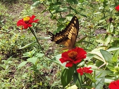 Heraclides thoas autocles