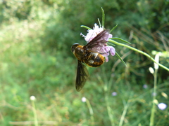 Pangonius