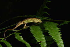 Diploderma polygonatum xanthostomum