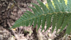 Polystichum