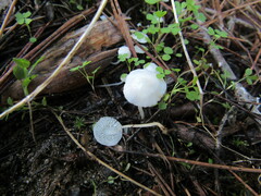 Hemimycena lactea