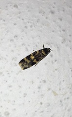 Oegoconia novimundi