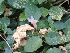 Ruellia