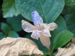 Ruellia