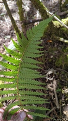 Polystichum