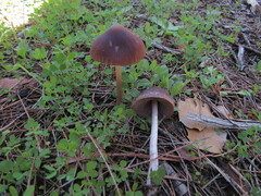 Psathyrella bipellis