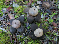 Astraeus hygrometricus