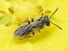 Panurginus
