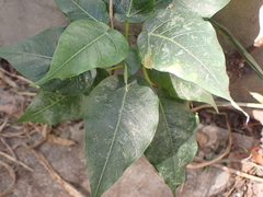 Ficus