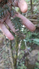 Abies religiosa