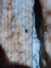 Ixodes vespertilionis