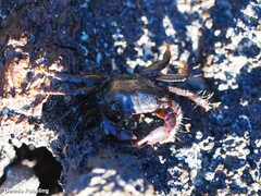 Pachygrapsus transversus