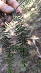 Abies religiosa