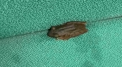 Polypedates leucomystax