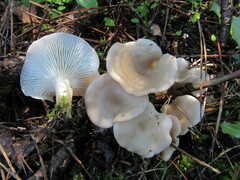 Singerocybe phaeophthalma