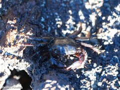 Pachygrapsus transversus