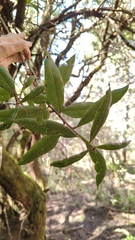 Comarostaphylis discolor