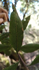Comarostaphylis discolor