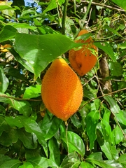 Momordica cochinchinensis