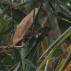 Pomatorhinus musicus