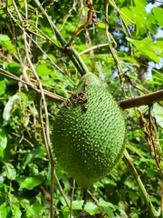 Momordica cochinchinensis