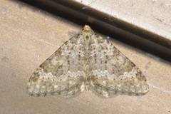 Coenotephria ablutaria