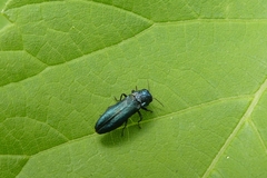 Agrilus cyanescens