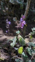 Salvia carnea