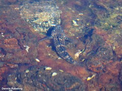 Mauligobius maderensis
