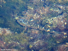 Mauligobius maderensis