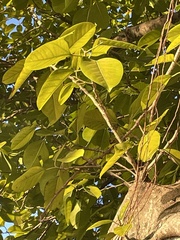 Ficus citrifolia
