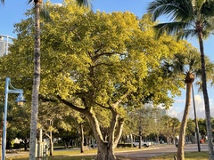 Ficus citrifolia