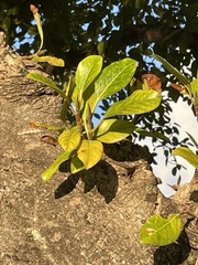Ficus citrifolia