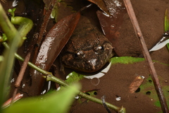 Limnonectes fujianensis