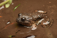 Limnonectes fujianensis